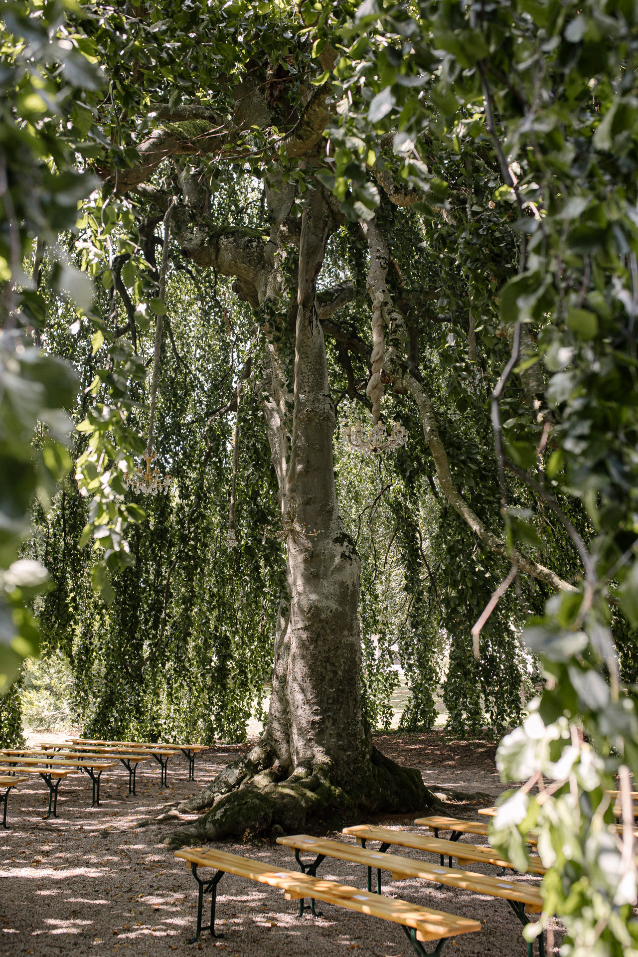 Le majestueux hêtre pleureur, classé Arbre Remarquable de France, sur le domaine du château
