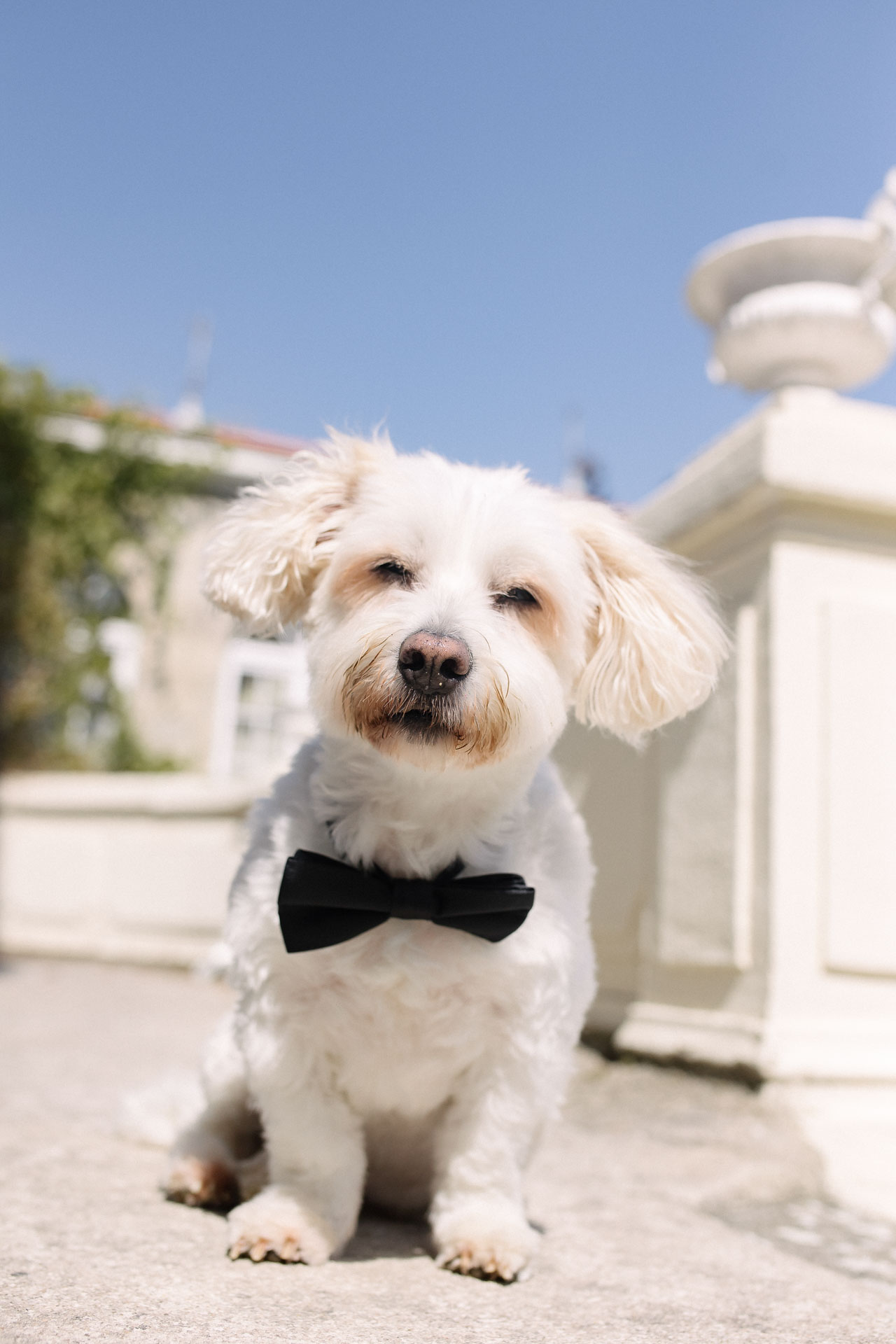 Le chien des parents du marié, en nœud papillon, en invité d’honneur adorable